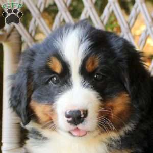 Giselle, Bernese Mountain Dog Puppy