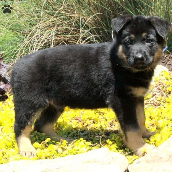 Gizmo, German Shepherd Puppy