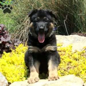 Gizmo, German Shepherd Puppy