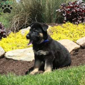 Gizmo, German Shepherd Puppy