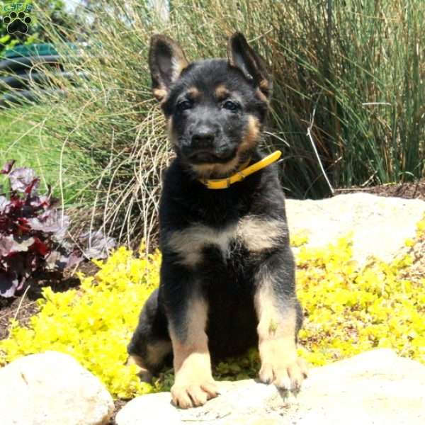Glory, German Shepherd Puppy