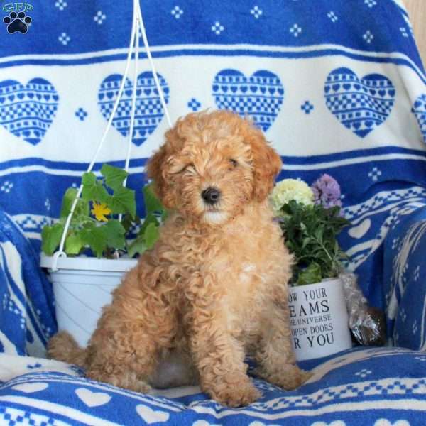 Glory, Miniature Poodle Puppy
