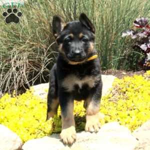 Glory, German Shepherd Puppy