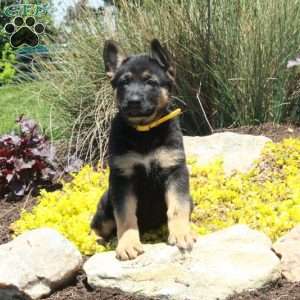Glory, German Shepherd Puppy