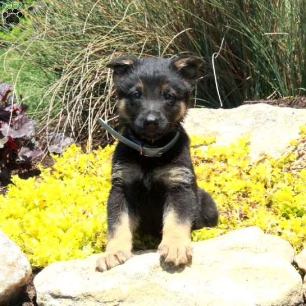 Goji, German Shepherd Puppy