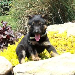 Goji, German Shepherd Puppy