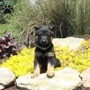 Goji, German Shepherd Puppy