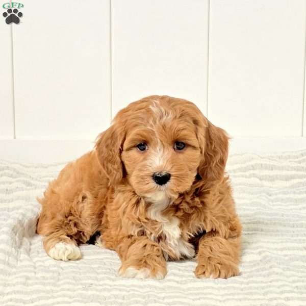 Goldie, Mini Goldendoodle Puppy