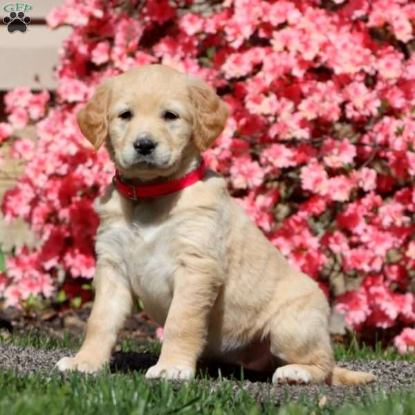Goldie, Golden Retriever Mix Puppy