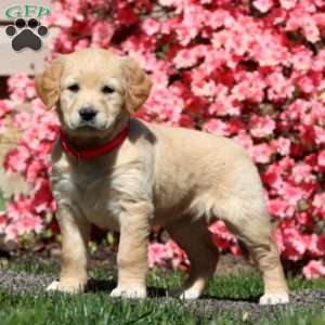 Goldie, Golden Retriever Mix Puppy
