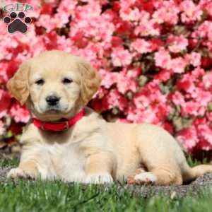 Goldie, Golden Retriever Mix Puppy