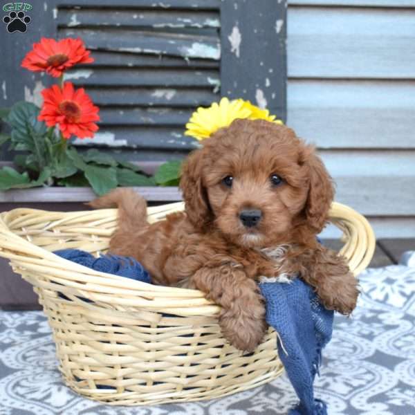 Goose, Cavapoo Puppy