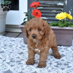 Goose, Cavapoo Puppy