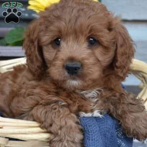 Goose, Cavapoo Puppy