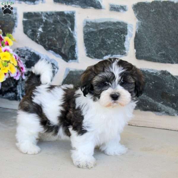 Gordon, Teddy Bear Puppy