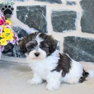 Gordon, Teddy Bear Puppy