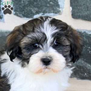 Gordon, Teddy Bear Puppy