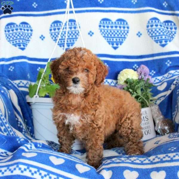 Grace, Miniature Poodle Puppy