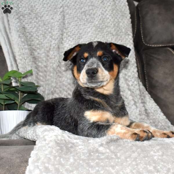 Grace, Blue Heeler – Australian Cattle Dog Puppy