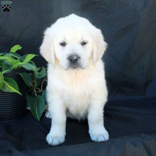 Grace, English Cream Golden Retriever Puppy