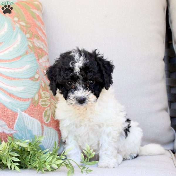 Grace, Bich-Poo Puppy