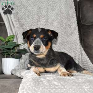 Grace, Blue Heeler – Australian Cattle Dog Puppy