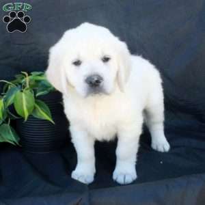 Grace, English Cream Golden Retriever Puppy