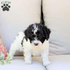 Grace, Bich-Poo Puppy