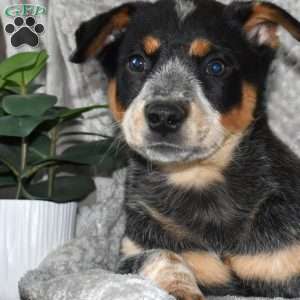 Grace, Blue Heeler – Australian Cattle Dog Puppy