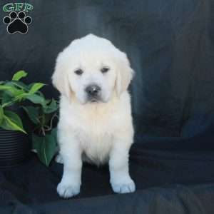 Grace, English Cream Golden Retriever Puppy
