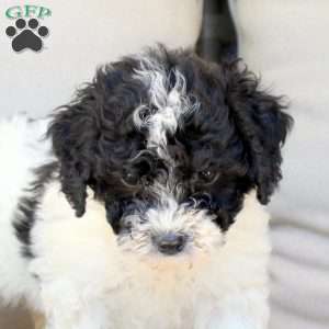 Grace, Bich-Poo Puppy