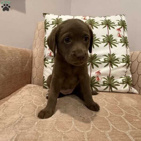 Gracie, Labradoodle Puppy