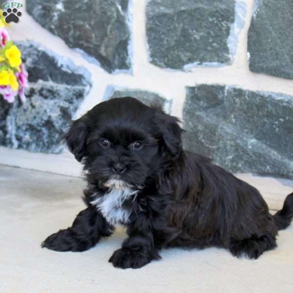 Gracie, Teddy Bear Puppy