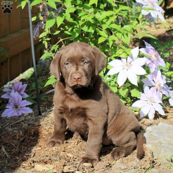 Gracie, Chocolate Labrador Retriever Puppy