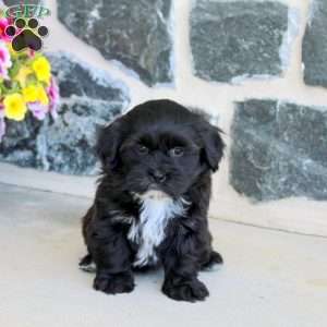 Gracie, Teddy Bear Puppy