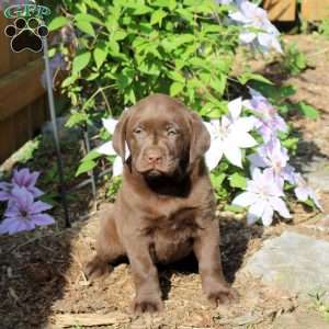Gracie, Chocolate Labrador Retriever Puppy