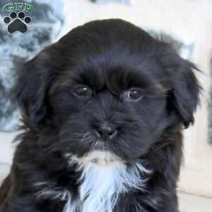 Gracie, Teddy Bear Puppy