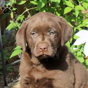Gracie, Chocolate Labrador Retriever Puppy