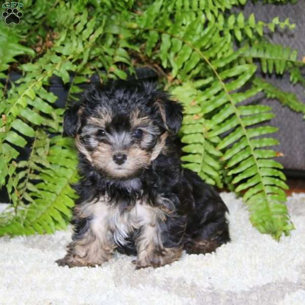 Gracie, Yorkie Poo Puppy