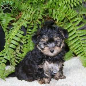 Gracie, Yorkie Poo Puppy