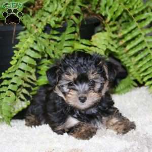 Gracie, Yorkie Poo Puppy
