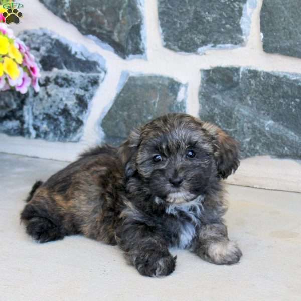Grady, Teddy Bear Puppy