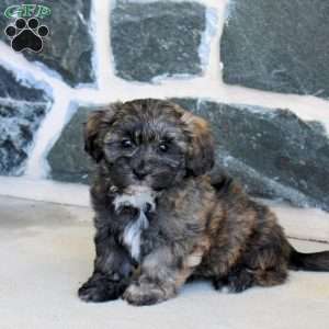 Grady, Teddy Bear Puppy