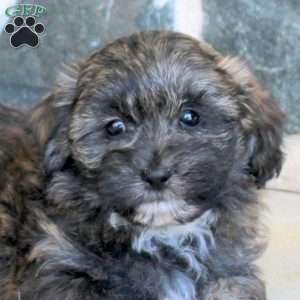 Grady, Teddy Bear Puppy