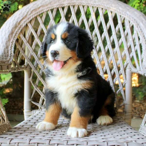 Graham, Bernese Mountain Dog Puppy