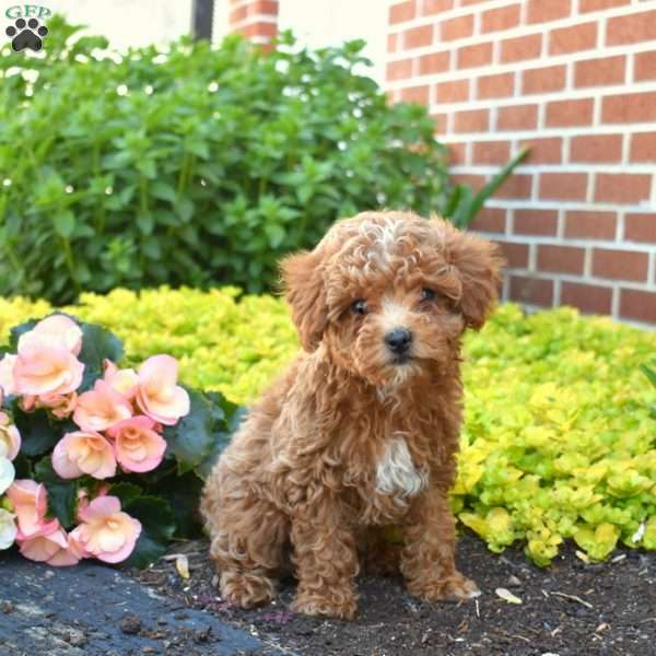 Graham, Cavapoo Puppy