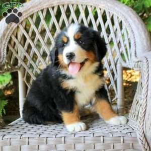 Graham, Bernese Mountain Dog Puppy