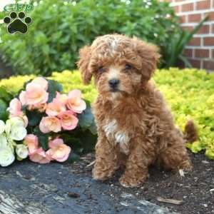 Graham, Cavapoo Puppy