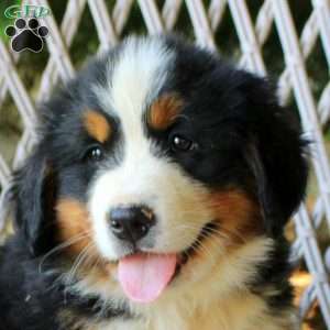 Graham, Bernese Mountain Dog Puppy