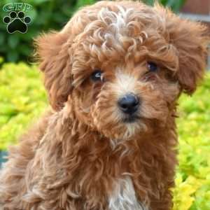 Graham, Cavapoo Puppy